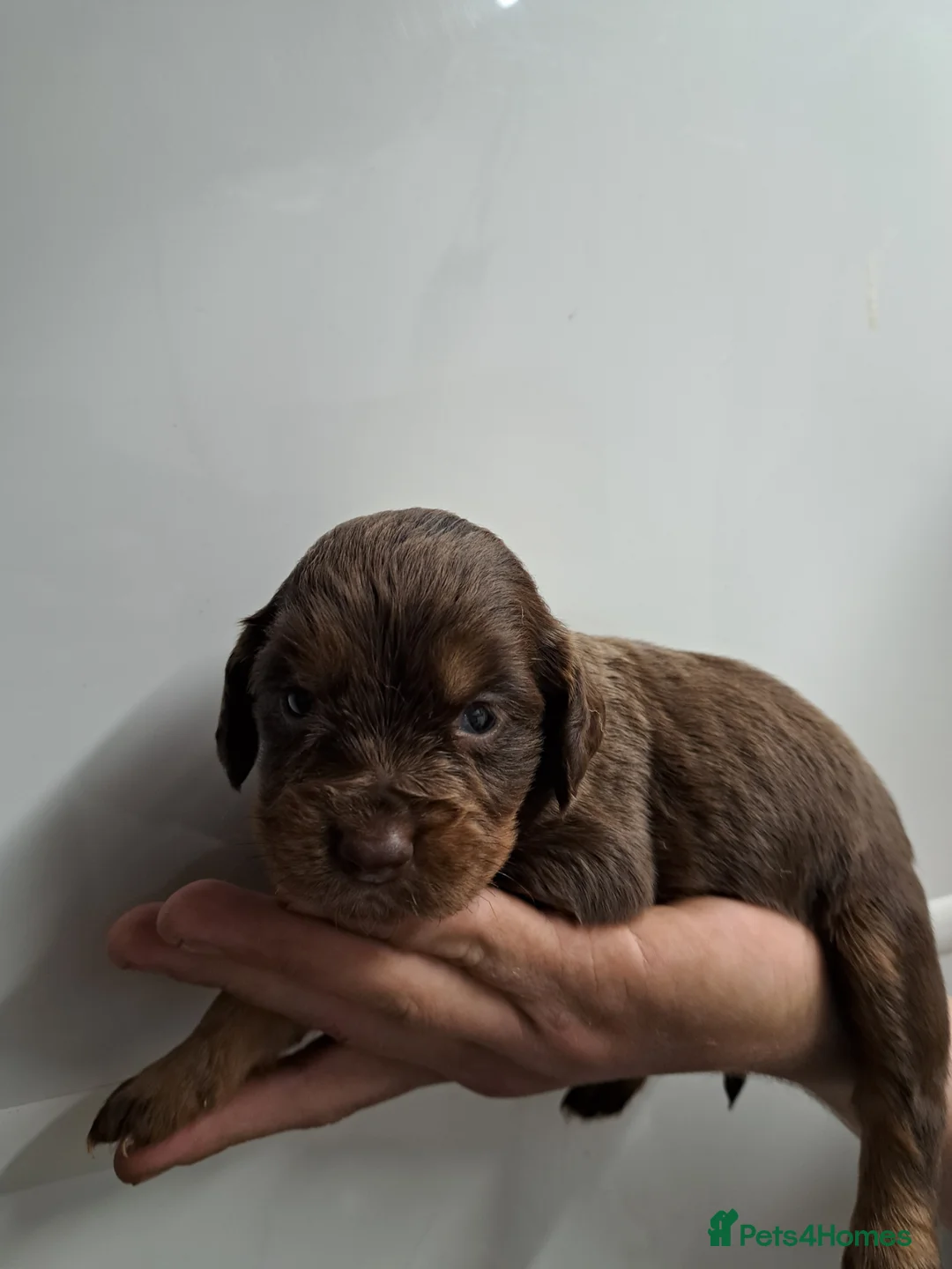 Cocker Spaniel dogs for sale: KC CHAMPION BLOODLINE Working Spaniel pups - Advert 2