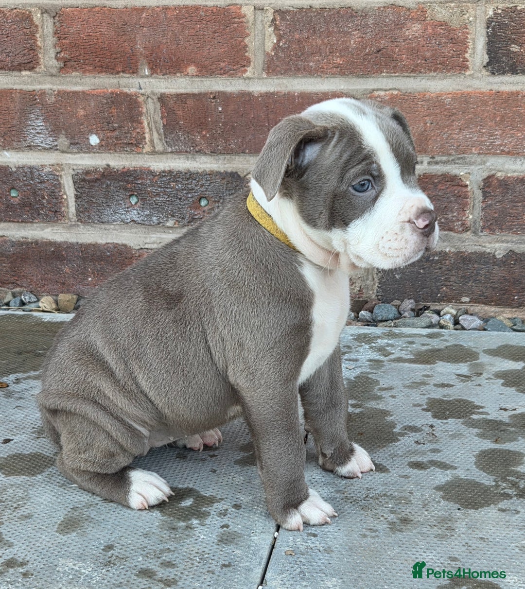 Mixed Breed dogs for sale: Old english bulldog cross american bulldog 😍❤️  - Advert 33