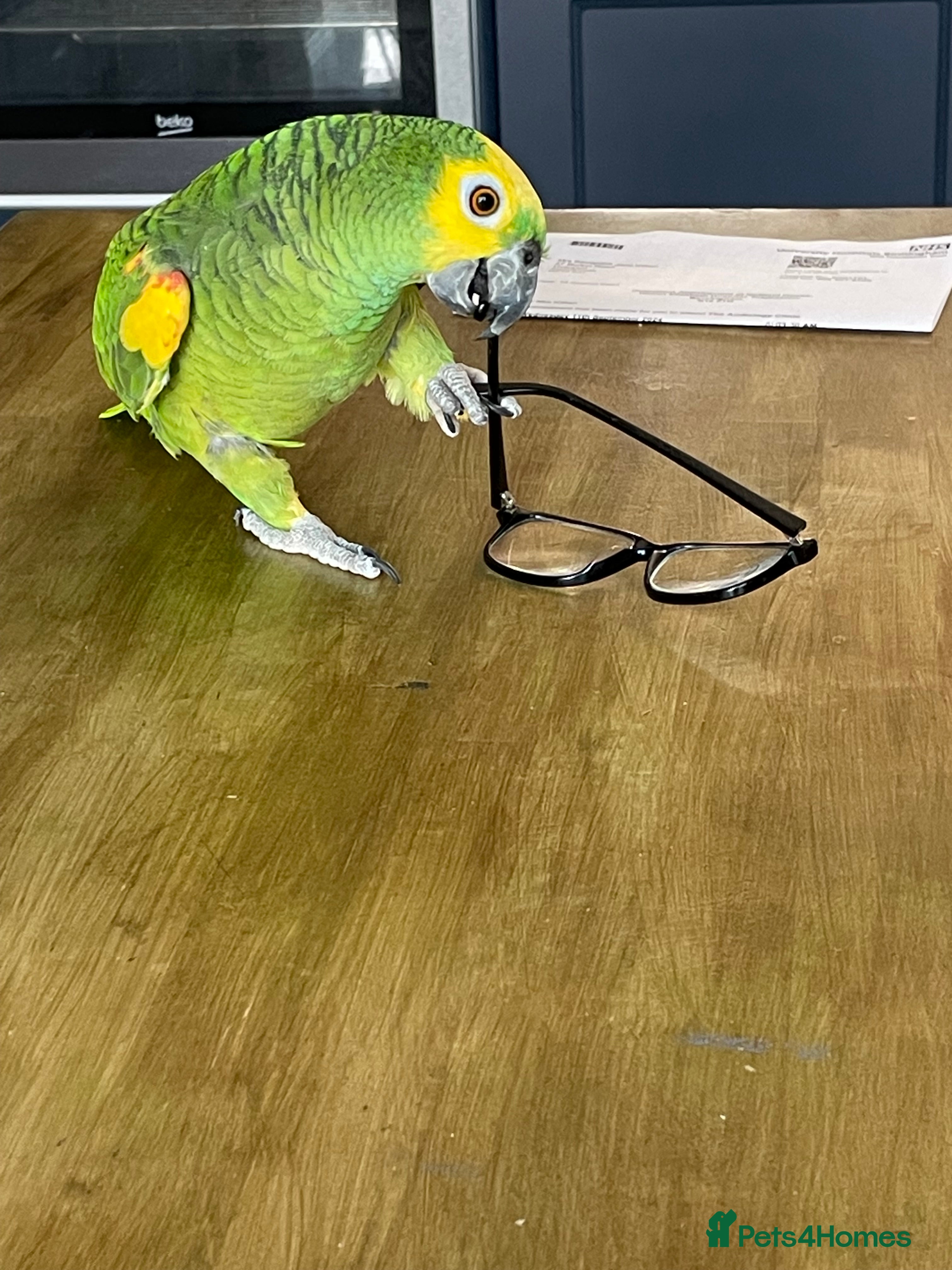 Parrots birds Blue faced Amazon.  - Advert 3