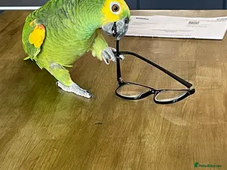 Parrots birds Blue faced Amazon. - Advert 3