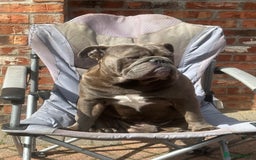 English Bulldog dogs for stud: HEALTH TESTED CLEAR & BOAS GRADED ZERO KC REG in Doncaster - Image 7