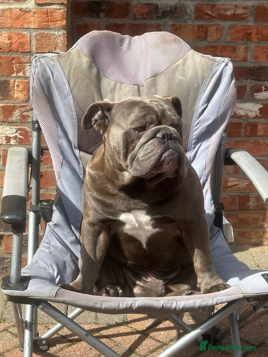 English Bulldog dogs for stud: HEALTH TESTED CLEAR & BOAS GRADED ZERO KC REG in Doncaster - Image 7