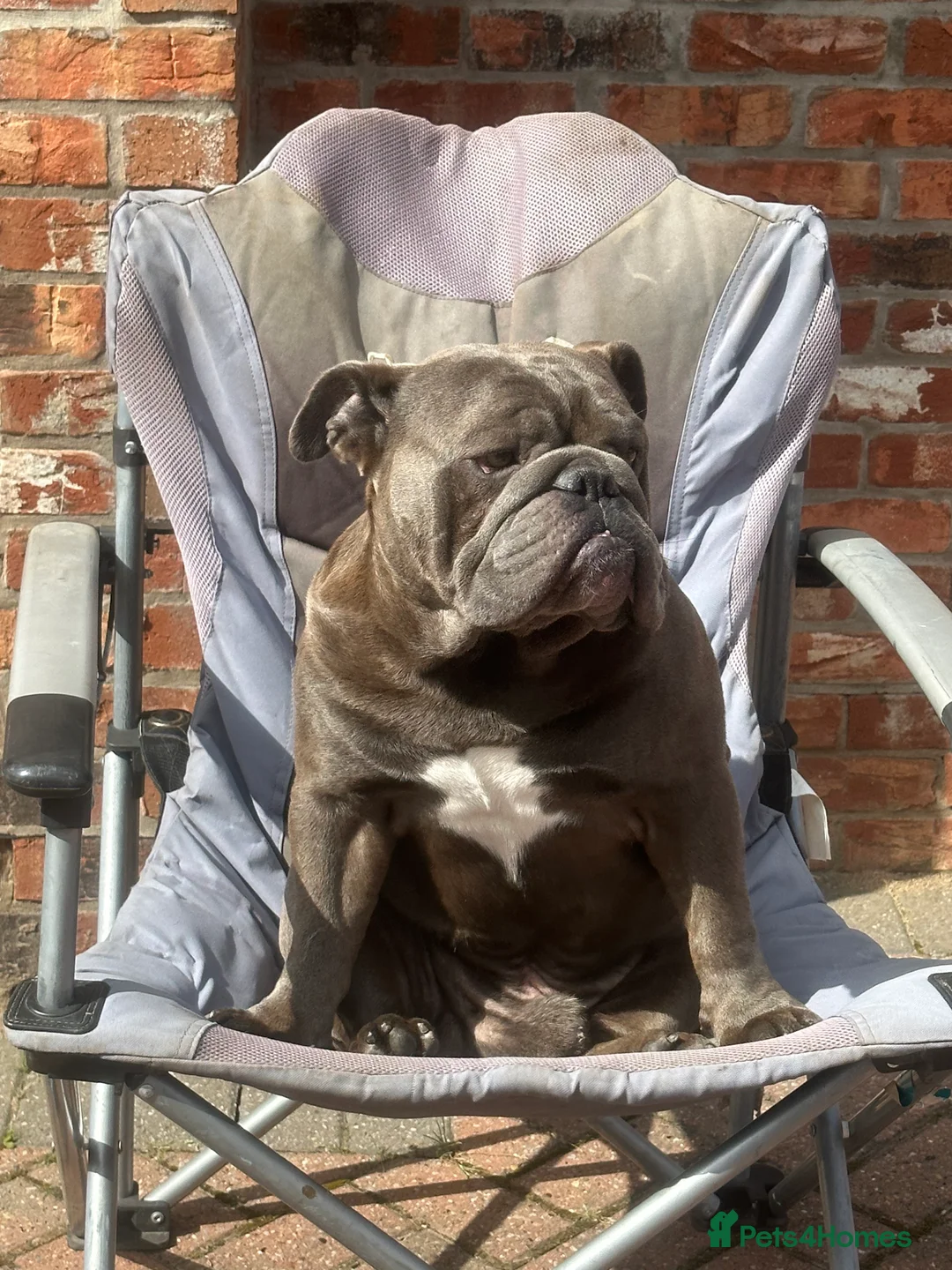 English Bulldog dogs for stud: HEALTH TESTED CLEAR & BOAS GRADED ZERO KC REG in Doncaster - Advert 7