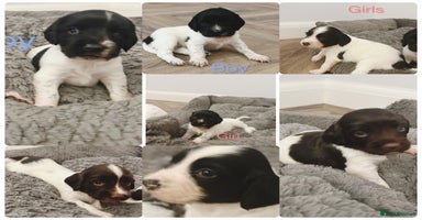 English Springer Spaniel dogs - Advert 1