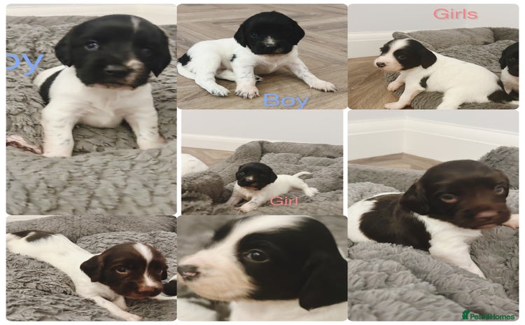 English Springer Spaniel dogs - Advert 3