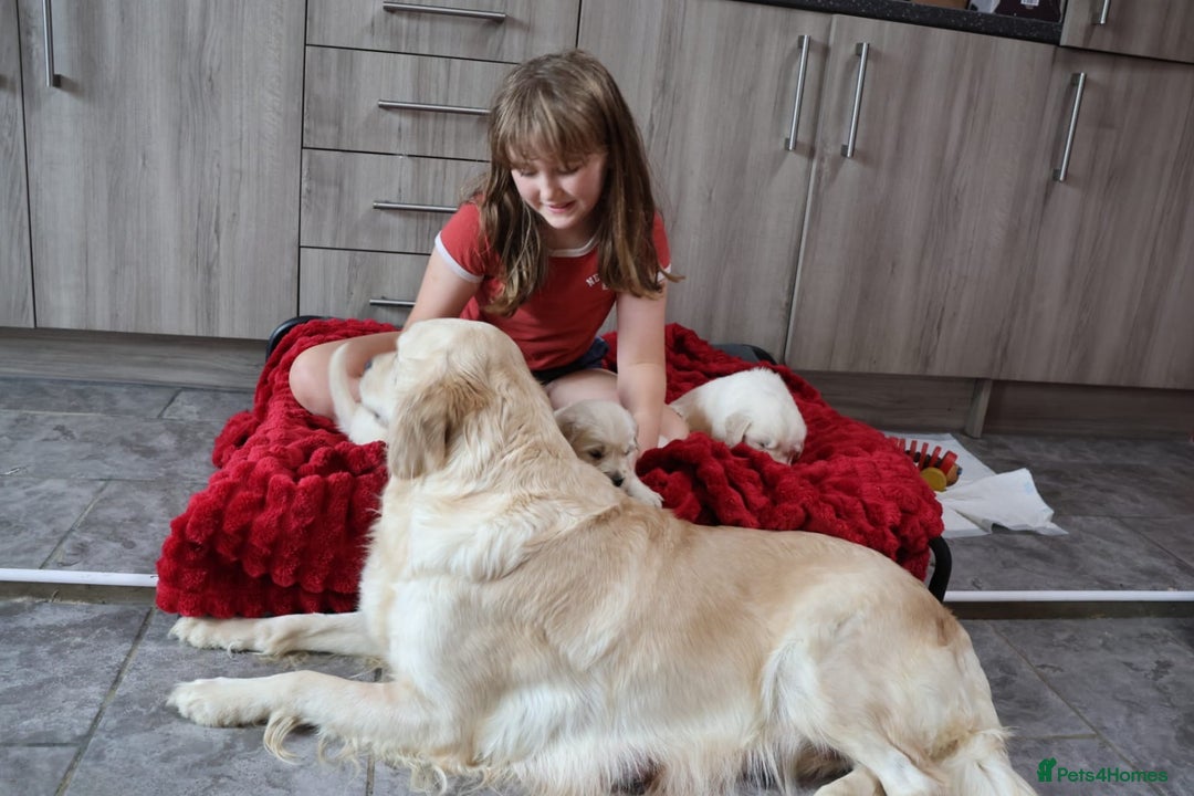 Golden Retriever dogs for sale: Extensively Health tested parents.Snowwhite Chunks - Image 2