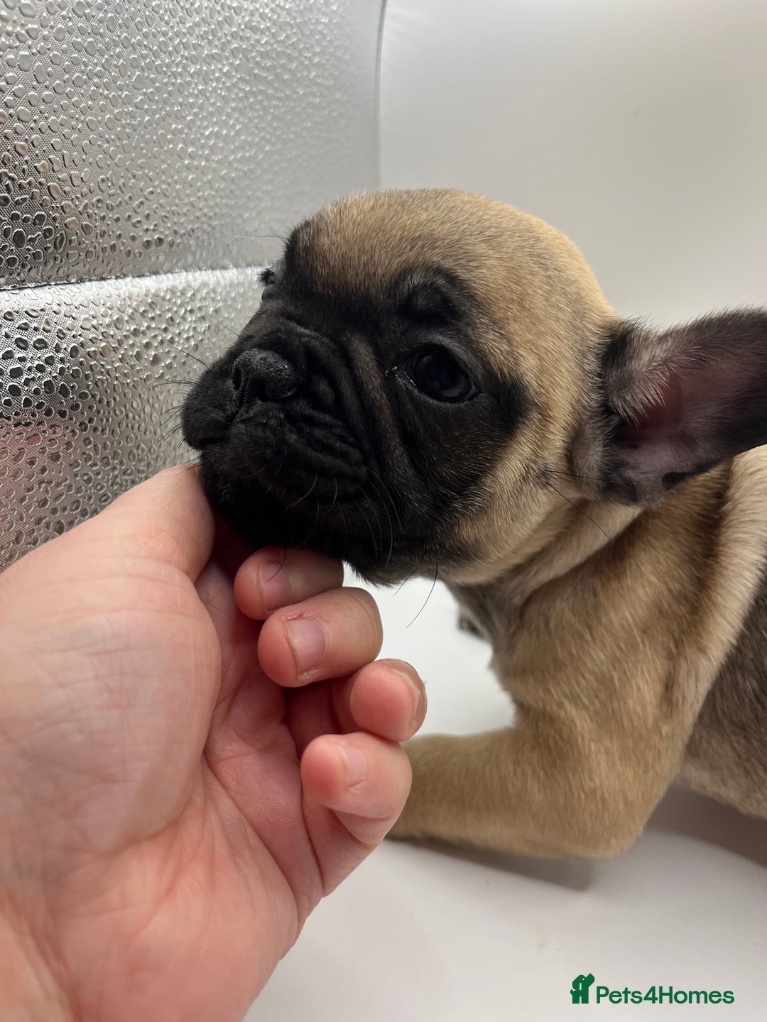 French Bulldog dogs for sale: French bulldog puppies - Advert 15