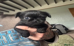 Mixed Breed dogs for sale: Chihuahua, Brussels Griffon cross pups - Image 2