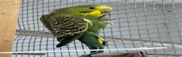Budgerigars birds for sale: Young baby budgies, ready for new homes  - Advert 4