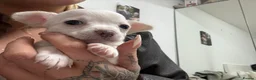 Chihuahua dogs for sale: Tiny Toy apple head chihuahuas.  in Rochester - Advert 34