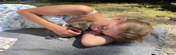 Maine Coon cats for sale: Beautiful Maine Coon X kittens  CUTIES!  - Advert 11