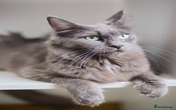 Maine Coon cats for sale: Blue Maine coon kittens  - Advert 4