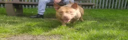American Bully dogs for sale:  pocket bully  - Advert 2