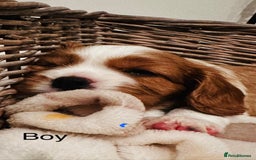 Cavalier King Charles Spaniel dogs for sale: Cavalier puppies (mam is a therapy dog) - Image 7