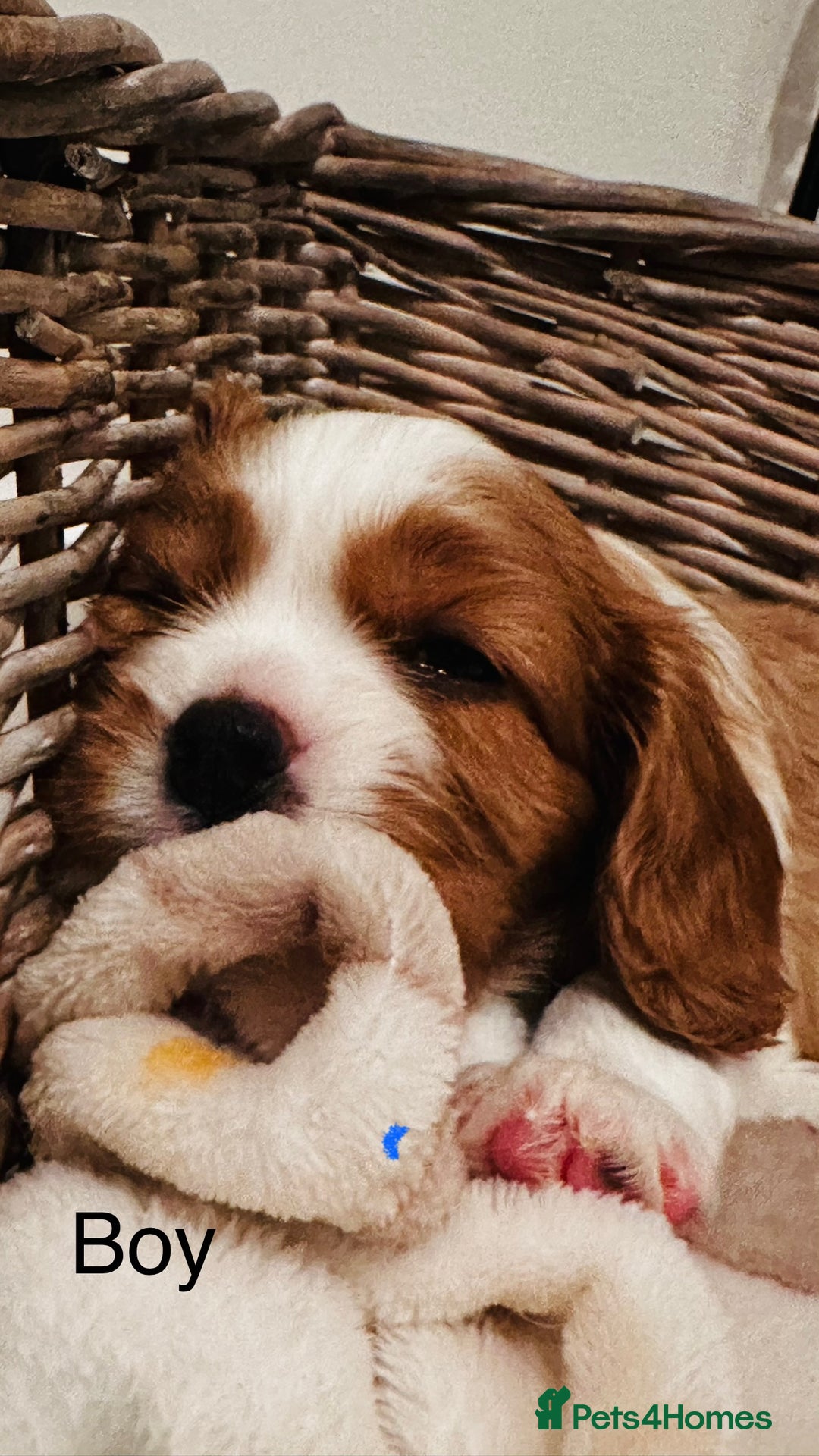 Cavalier King Charles Spaniel dogs for sale: Cavalier puppies (mam is a therapy dog) - Image 7