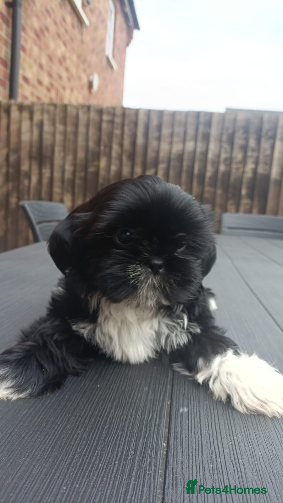 Shih Tzu dogs Shih Tzu Fully Vaccinated, Healthy, Gentle Female - Advert 2