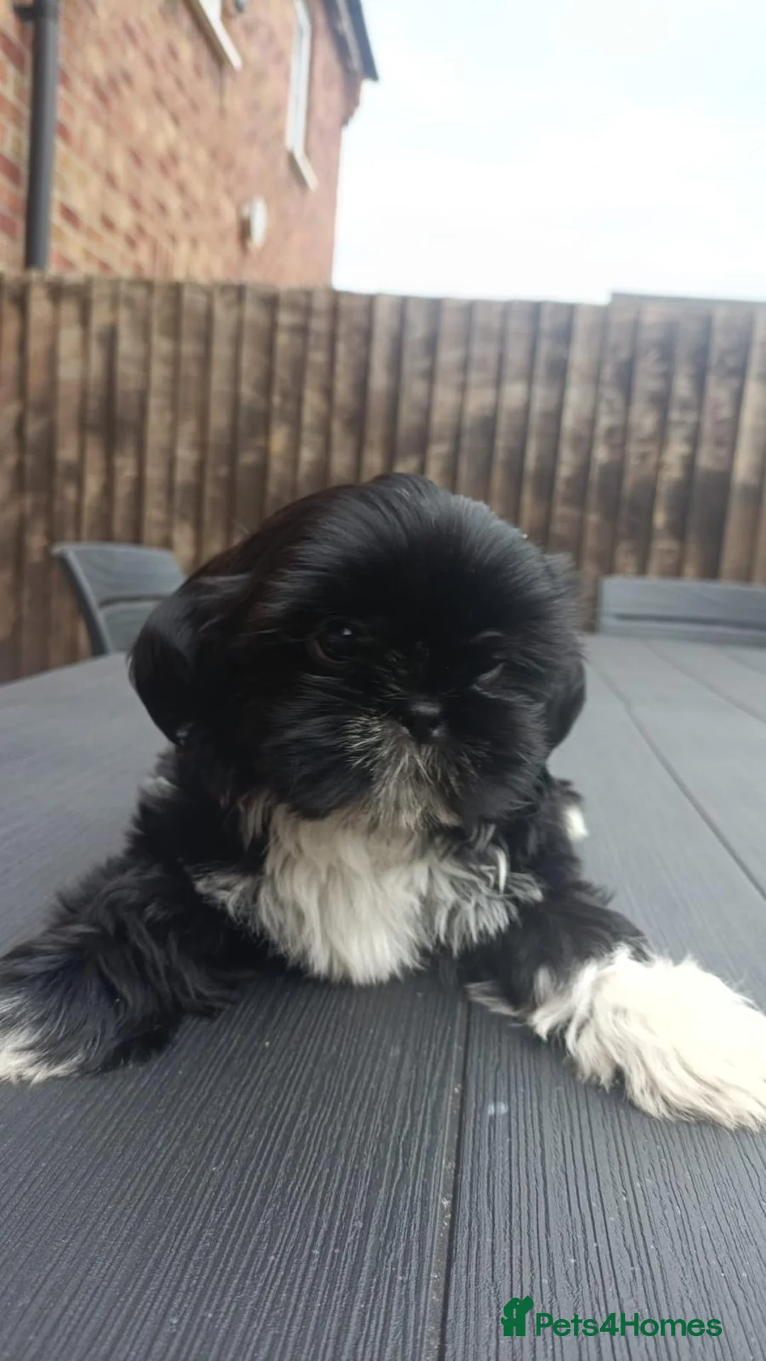 Shih Tzu dogs for sale: Shih Tzu Fully Vaccinated, Healthy, Gentle Female - Advert 1