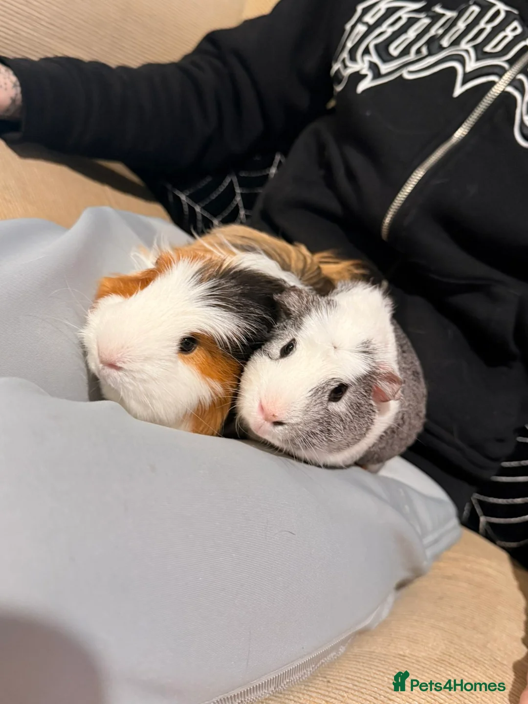 Guinea Pig rodents for sale: 4 Male Guinea Pigs For Sale - Advert 1