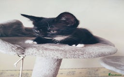 Mixed Breed cats for sale: 6 LOVELY AND BRILLIANT KITTENS LOOKING FOR HOME!!! - Image 5
