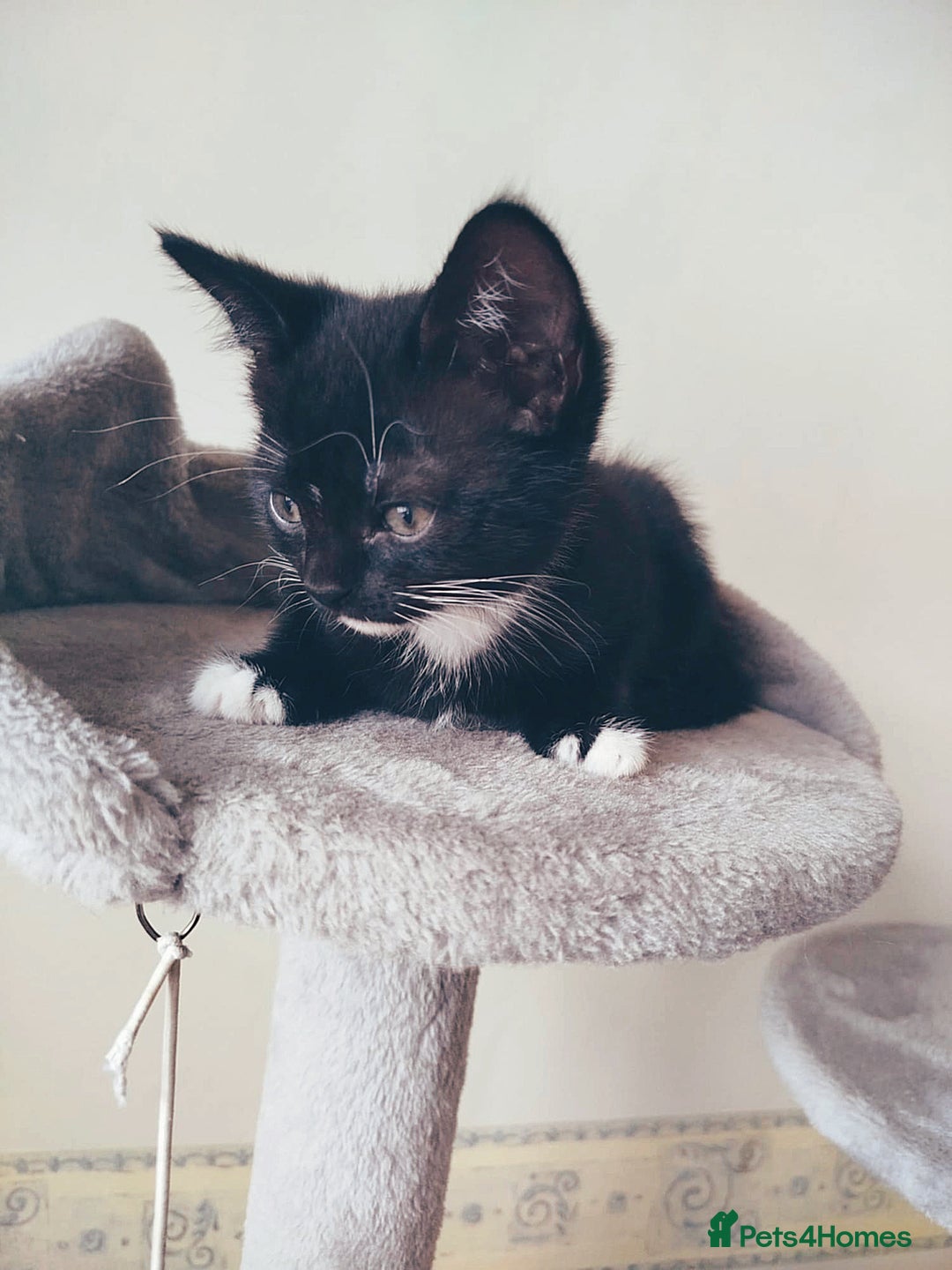 Mixed Breed cats for sale: 6 LOVELY AND BRILLIANT KITTENS LOOKING FOR HOME!!! - Image 5