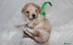 Maltipoo dogs for sale: F1 small Maltipoo puppies - Image 14