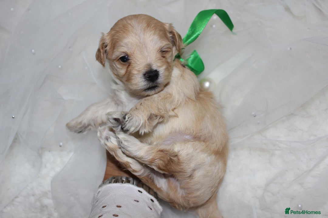 Maltipoo dogs for sale: F1 small Maltipoo puppies - Image 14