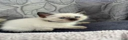 Siamese cats for sale: 1 ADORABLE GIRL AVAILABLE 🌸🌸🌸 - Advert 4