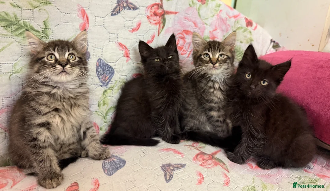 Maine Coon cats for sale: Maine Coon Absolutely  beautiful Kittens for Sale  - Advert 1