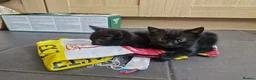 Bombay cats for sale: 3 tabby black male kittens  in Slough - Advert 5