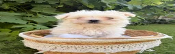 Maltese dogs for sale: 🐾 **Adorable Maltese Puppies for Sale!** 🐾 - Advert 4