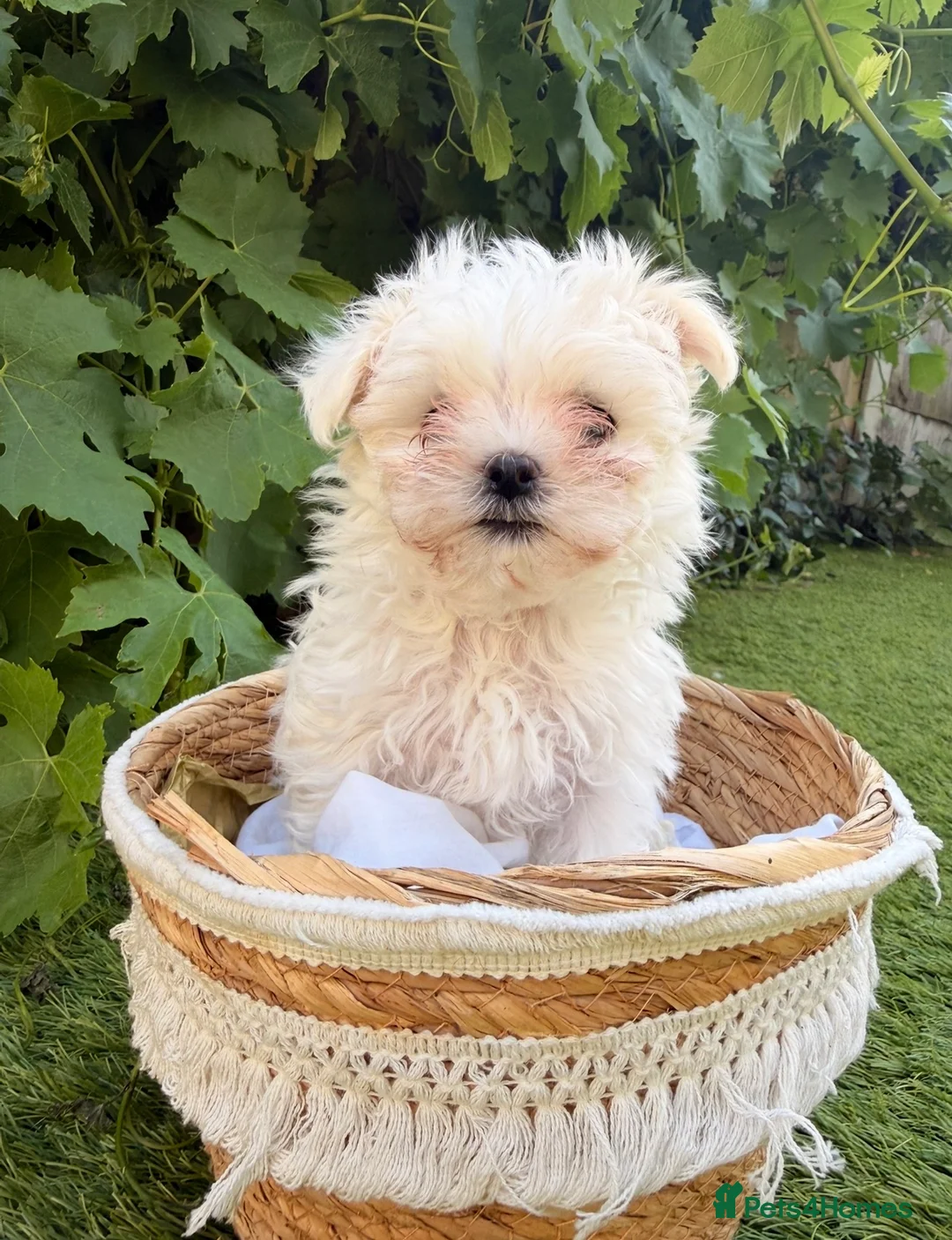 Maltese dogs for sale: 🐾 **Adorable Maltese Puppies for Sale!** 🐾 - Advert 4
