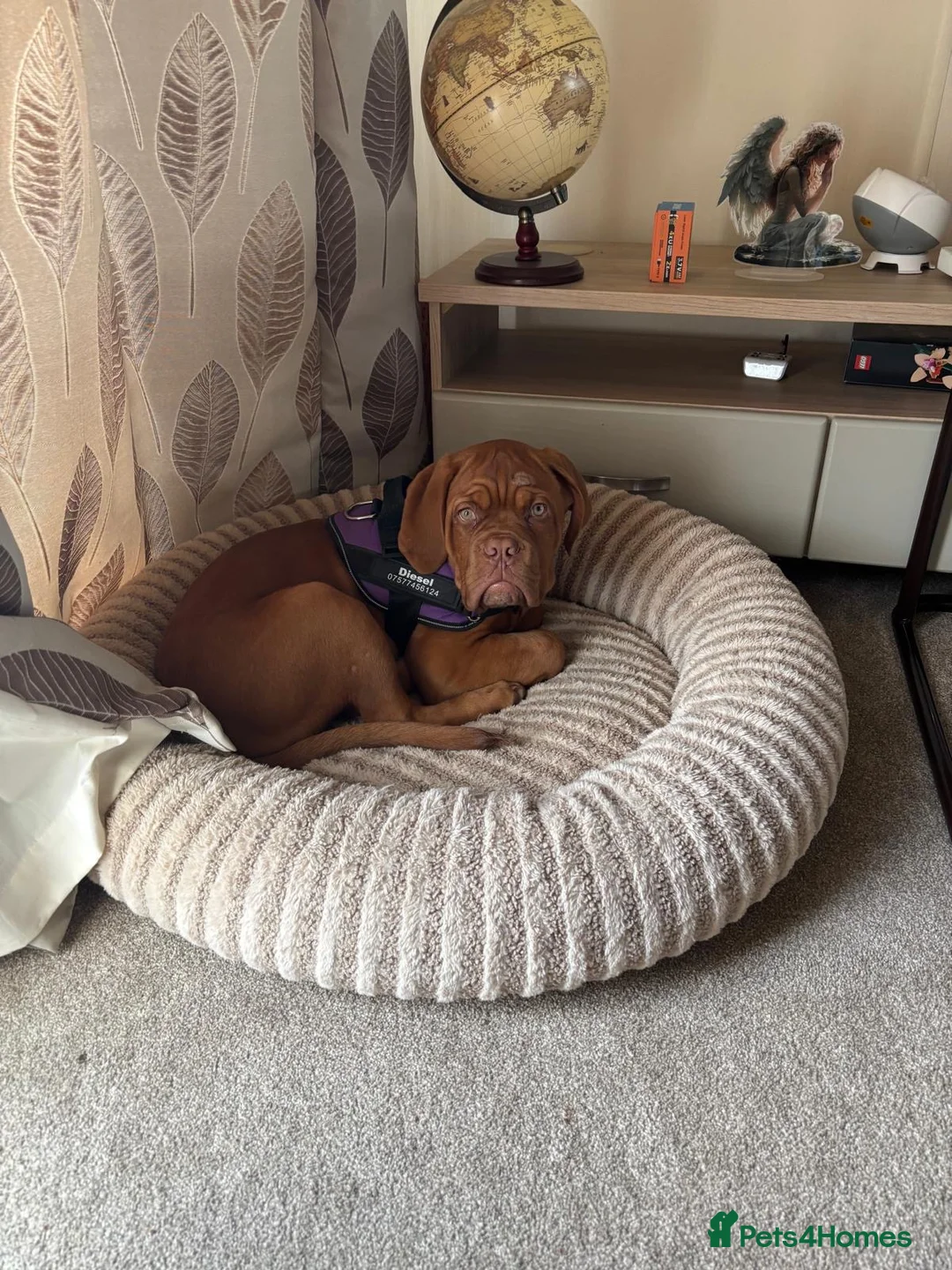 Dogue De Bordeaux dogs for sale: Diesel - 5 month old male puppy  in Gloucester - Advert 1