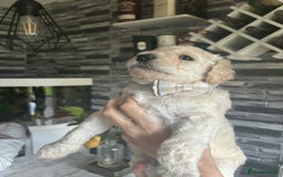 Standard Poodle dogs for sale: Standard poodle puppies!  2 girls 1 boy left  - Image 13