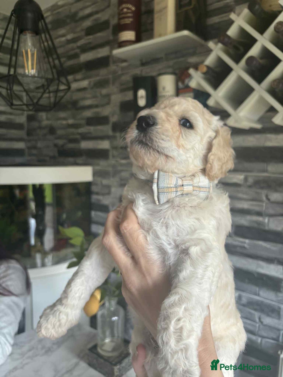 Standard Poodle dogs for sale: Standard poodle puppies!  2 girls 1 boy left  - Image 13