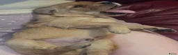 Golden Retriever dogs for sale: KC Working Golden Retriever Puppies Low Hip Scores - Advert 2