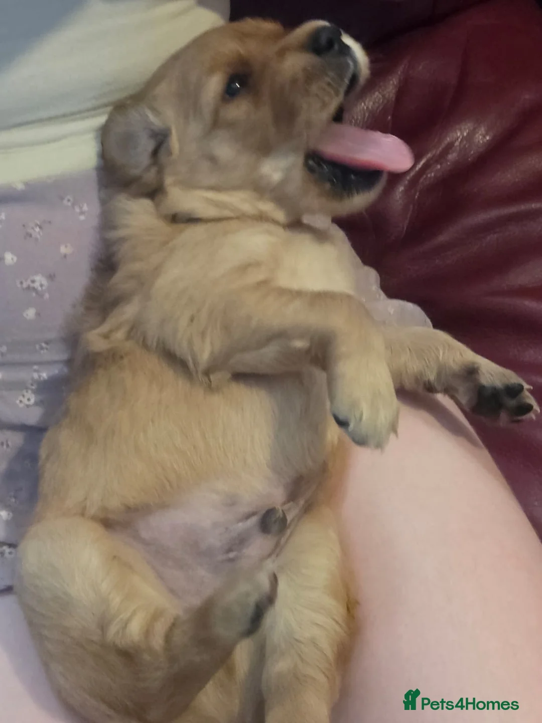 Golden Retriever dogs for sale: KC Working Golden Retriever Puppies Low Hip Scores - Advert 2