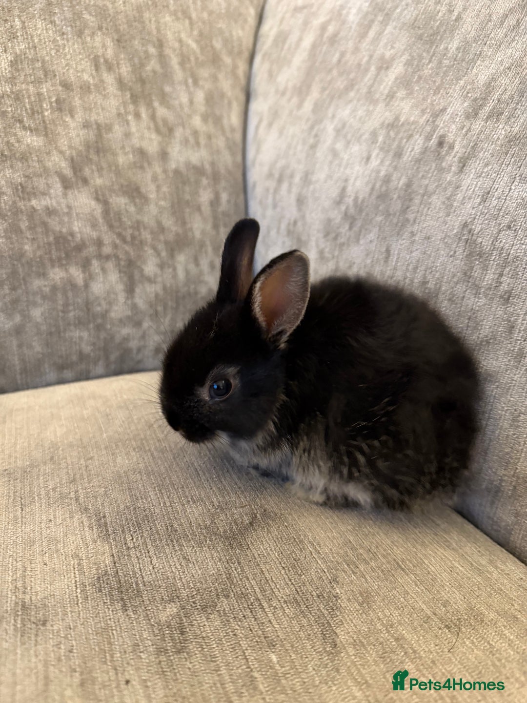 Netherland Dwarf rabbits for sale: Netherland Dwarf Rabbits  - Advert 2
