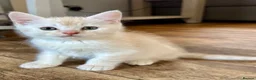 Exotic cats for sale: Adorable kittens in Bolton - Advert 8