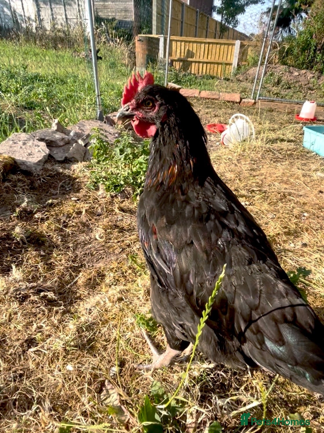 Chickens poultry Roosters free to good homes  - Advert 2