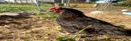 Chickens poultry for sale: Chickens for sale  - Advert 10