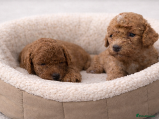 Cockapoo dogs RED TOY COCKAPOO PUPPIES 2 BOYS!! - Advert 6