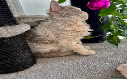 Selkirk Rex cats for sale: Gorgeous Selkirk Rex kittens - Image 25