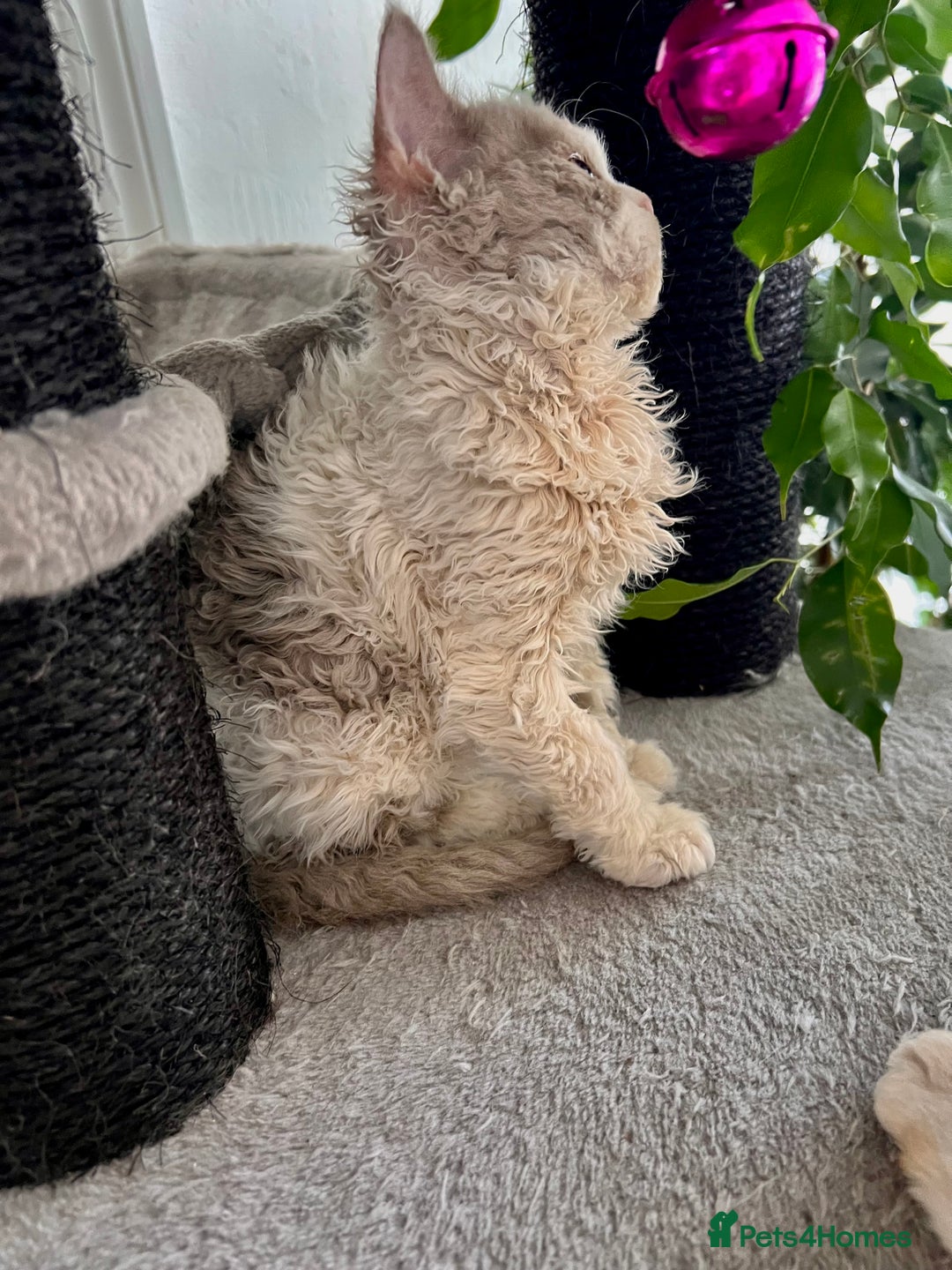 Selkirk Rex cats for sale: Gorgeous Selkirk Rex kittens - Image 25