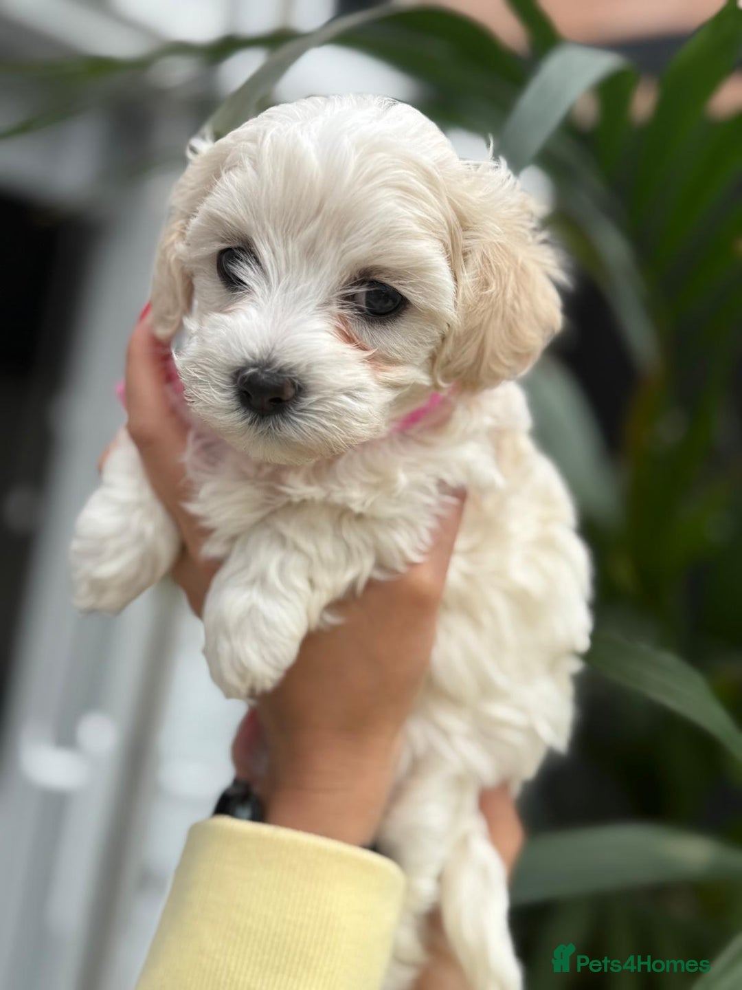 Maltipoo dogs for sale: ❤️Maltipoo beutifull puppies healthy checked❤️😍🥰 - Image 10