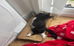British Longhair cats for sale: British long hair boy cats - Image 6