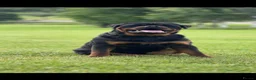 Rottweiler dogs for sale: KC German Line Rottweilers – Mother & Son Pair - Advert 12