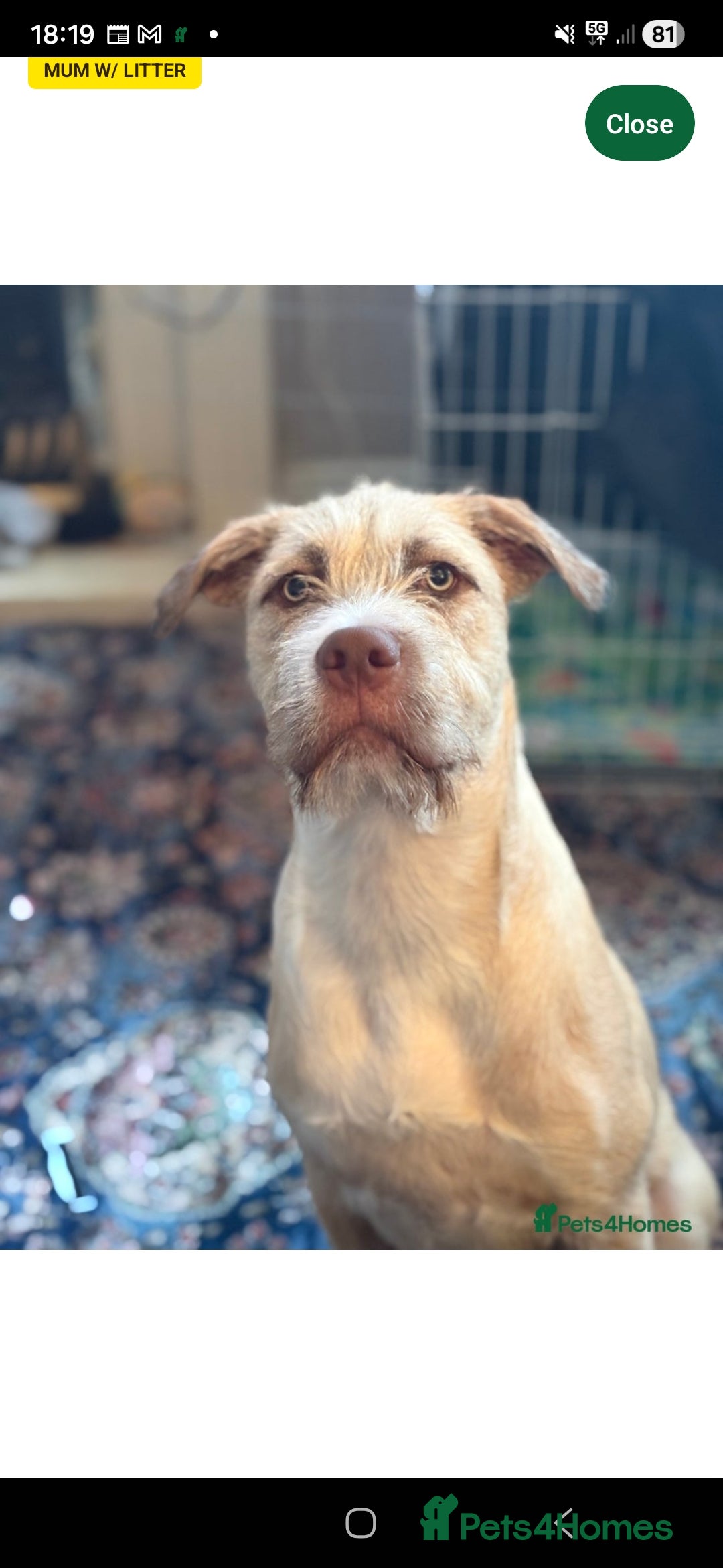 Mixed Breed dogs for sale: Staffy cross - Advert 1