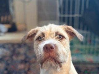 Mixed Breed dogs Staffy cross - Advert 2