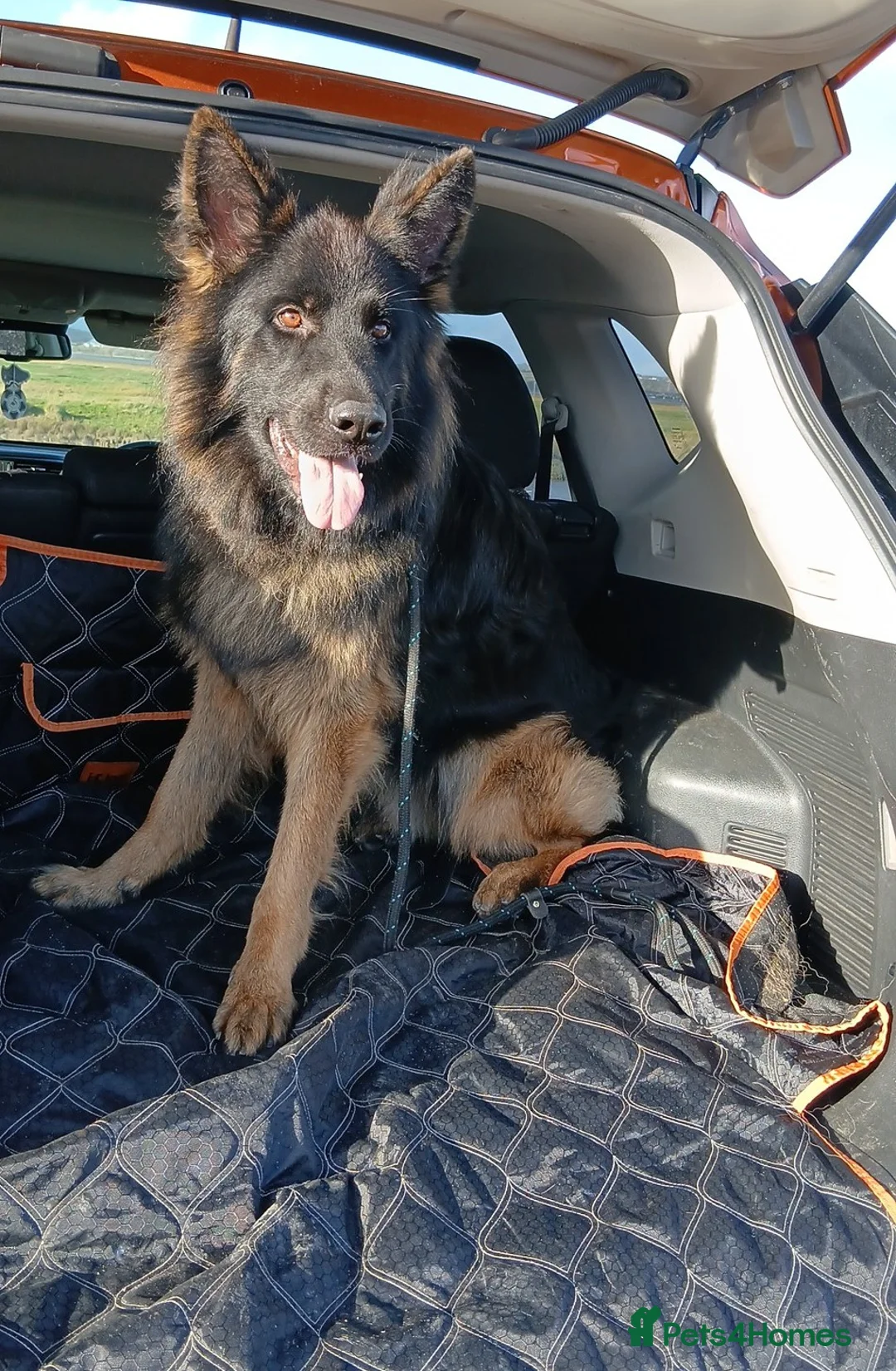 German Shepherd dogs for stud: Stunning German Shepherd stud only - Advert 5