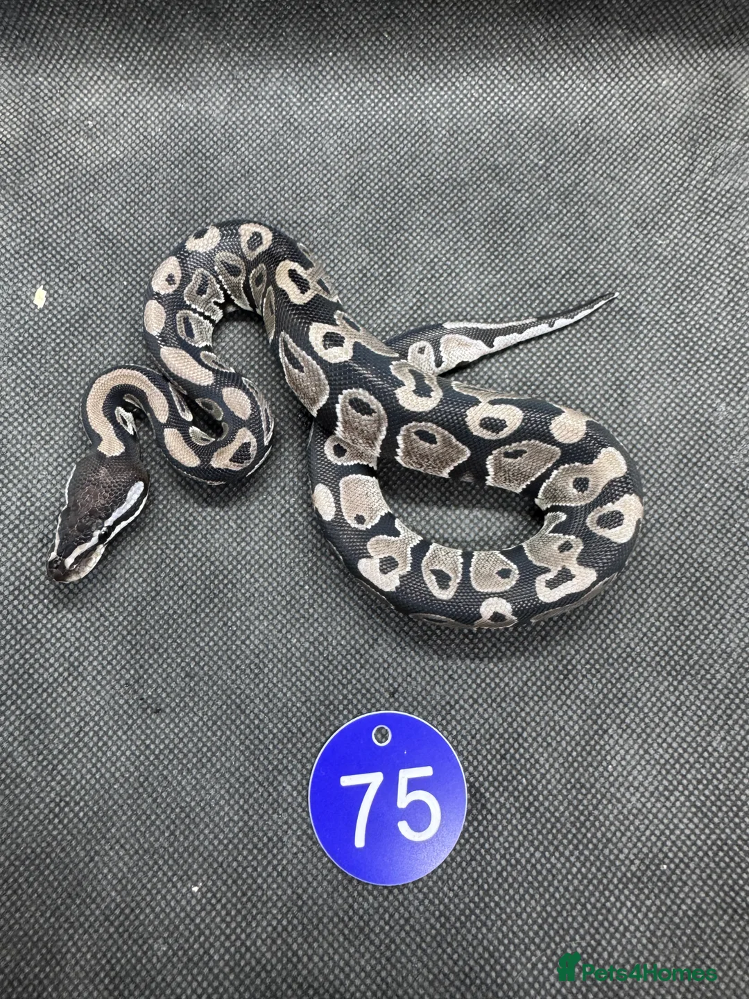 Python Snake reptiles for sale: Royal python hatchlings from £30 - Advert 10